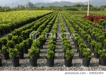 the nursery of plants and trees for gardening. 84692404