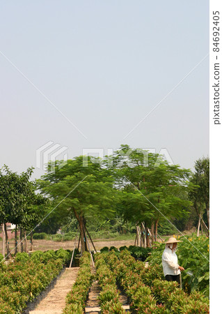 a Midsection of gardener potted plant at nursery a Midsection of gardener potted plant at nursery 84692405