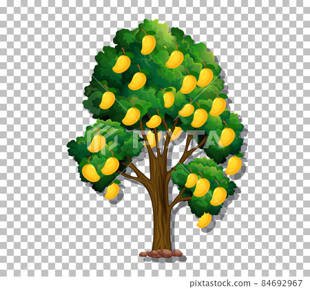 Mango tree on transparent background - Stock Illustration [84692967] - PIXTA