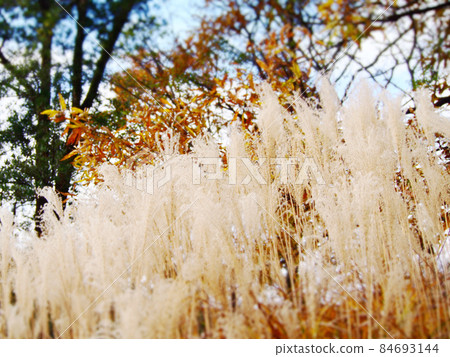Japanese pampas grass field in late autumn 84693144