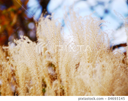 Japanese pampas grass field in late autumn Japanese pampas grass field in late autumn 84693145