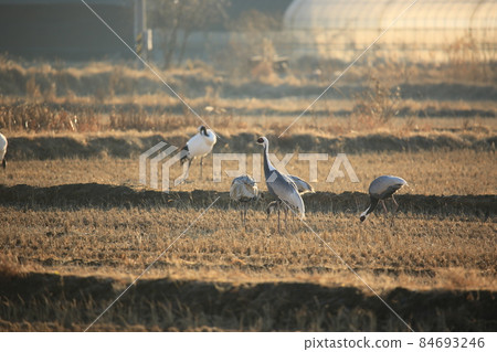 Gangwon-do, Cheorwon Crane Village, Cheorwon-gun, Birdwatching 84693246