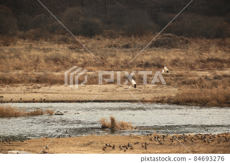 江原道、鐵原鶴村、鐵原郡、觀鳥 江原道、鐵原鶴村、鐵原郡、觀鳥 84693276