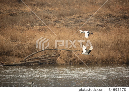 江原道、鐵原鶴村、鐵原郡、觀鳥 江原道、鐵原鶴村、鐵原郡、觀鳥 84693278