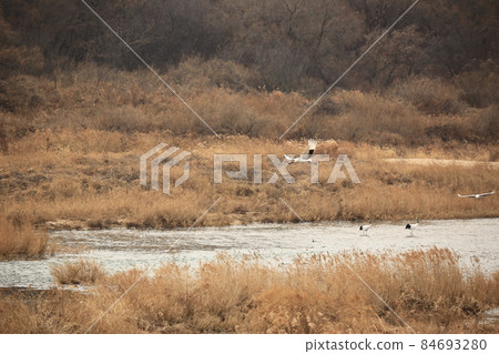 江原道、鐵原鶴村、鐵原郡、觀鳥 江原道、鐵原鶴村、鐵原郡、觀鳥 84693280