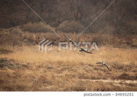 江原道、鐵原鶴村、鐵原郡、觀鳥 江原道、鐵原鶴村、鐵原郡、觀鳥 84693281