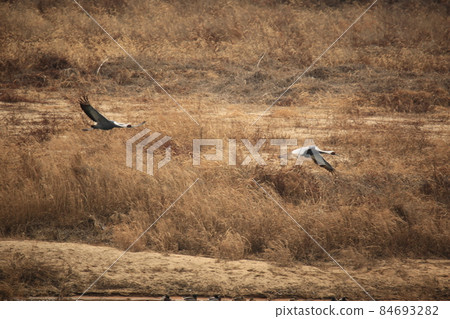 江原道、鐵原鶴村、鐵原郡、觀鳥 84693282