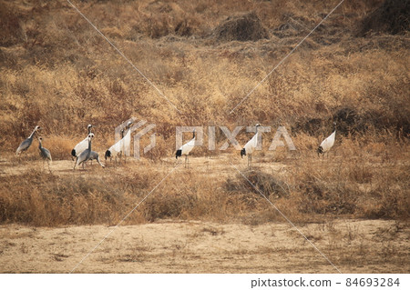 Gangwon-do, Cheorwon Crane Village, Cheorwon-gun, Birdwatching Gangwon-do, Cheorwon Crane Village, Cheorwon-gun, Birdwatching 84693284