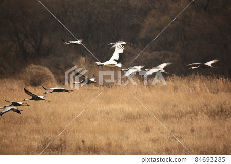 Gangwon-do, Cheorwon Crane Village, Cheorwon-gun, Birdwatching Gangwon-do, Cheorwon Crane Village, Cheorwon-gun, Birdwatching 84693285