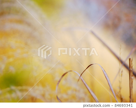 深秋的日本潘帕斯草原 84693341