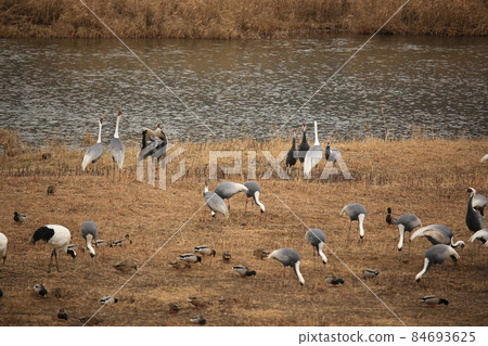 江原道、鐵原鶴村、鐵原郡、觀鳥 江原道、鐵原鶴村、鐵原郡、觀鳥 84693625