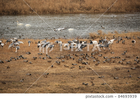 Gangwon-do, Cheorwon-gun, Cheorwon Crane Village, Exploration Gangwon-do, Cheorwon-gun, Cheorwon Crane Village, Exploration 84693939