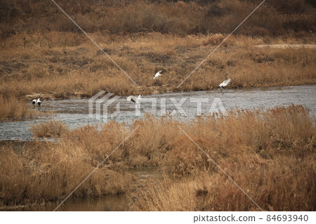 江原道、鐵原郡、鐵原鶴村、觀鳥 84693940