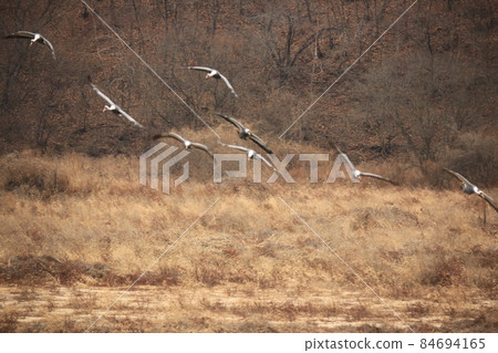 Gangwon-do, Cheorwon Crane Village, Cheorwon-gun, Birdwatching Gangwon-do, Cheorwon Crane Village, Cheorwon-gun, Birdwatching 84694165