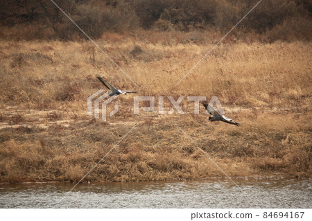 Gangwon-do, Cheorwon Crane Village, Cheorwon-gun, Birdwatching Gangwon-do, Cheorwon Crane Village, Cheorwon-gun, Birdwatching 84694167