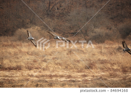 Gangwon-do, Cheorwon Crane Village, Cheorwon-gun, Birdwatching Gangwon-do, Cheorwon Crane Village, Cheorwon-gun, Birdwatching 84694168