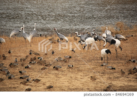 Gangwon-do, Cheorwon Crane Village, Cheorwon-gun, Birdwatching Gangwon-do, Cheorwon Crane Village, Cheorwon-gun, Birdwatching 84694169