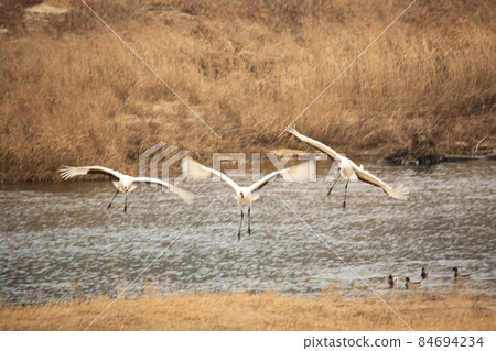 Gangwon-do, Cheorwon Crane Village, Cheorwon-gun, Birdwatching Gangwon-do, Cheorwon Crane Village, Cheorwon-gun, Birdwatching 84694234