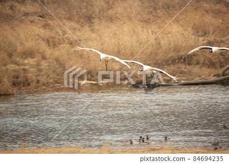Gangwon-do, Cheorwon Crane Village, Cheorwon-gun, Birdwatching Gangwon-do, Cheorwon Crane Village, Cheorwon-gun, Birdwatching 84694235