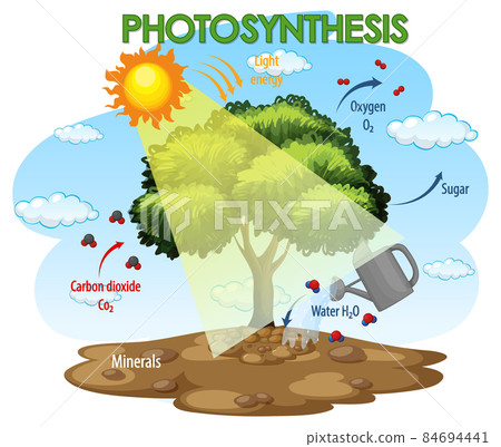 Diagram showing process of photosynthesis in plant 84694441