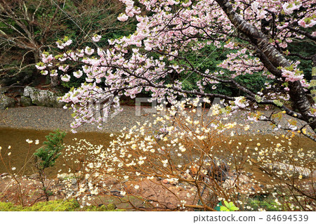 橫河櫻花和三俁花伊勢城 84694539