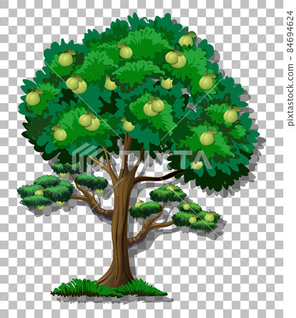 Guava tree on transparent background 84694624