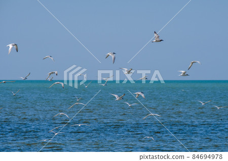 A flock of seagulls flying in a cloudless sky over the surface of the blue sea. Free wild birds in their natural habitat on a sunny summer day A flock of seagulls flying in a cloudless sky over the surface of the blue sea. Free wild birds in their natural habitat on a sunny summer day 84694978
