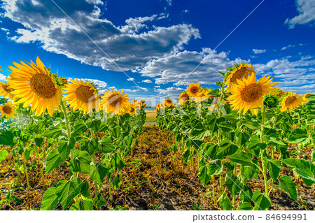 A field of sunflowers against a blue sky. Bright yellow blooming sunflowers on a summer sunny day. White cumulus clouds in the sky. Beautiful natural background. A field of sunflowers against a blue sky. Bright yellow blooming sunflowers on a summer sunny day. White cumulus clouds in the sky. Beautiful natural background. 84694991