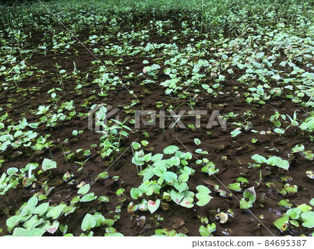 Waterside aquatic plants Waterside aquatic plants 84695387