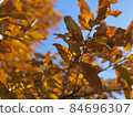 The colored autumn sky 84696307