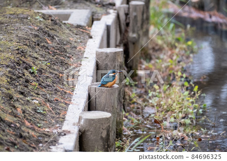 The first kingfisher shooting The first kingfisher shooting 84696325