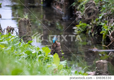 The first kingfisher shooting 84696330