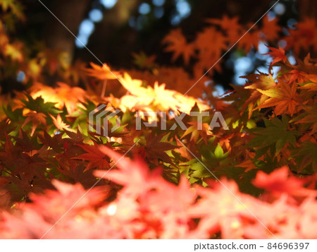 一樹的三個階段 84696397