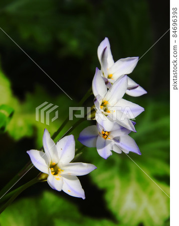 看太陽的哈納尼拉 84696398