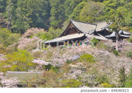 櫻花盛開的長谷寺正殿 84696923