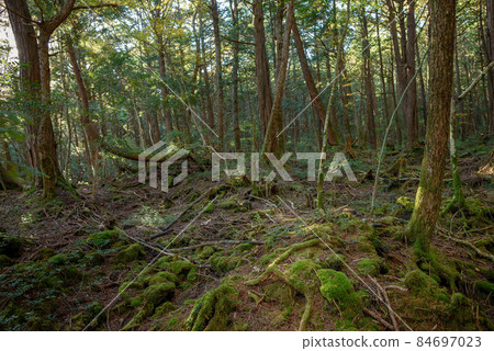 Aokigahara Jukai Trees, in a mysterious forest 84697023