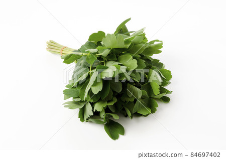 長壽草（鈕扣弓魚） 84697402