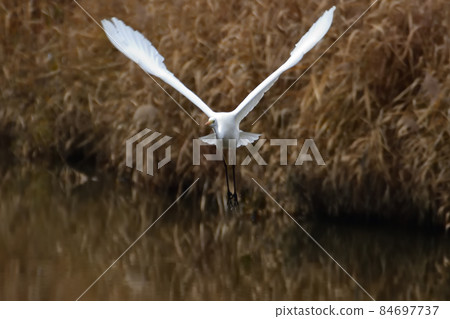 大白鷺 大白鷺 84697737