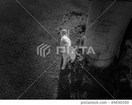 回家路上的小貓 回家路上的小貓 84698300