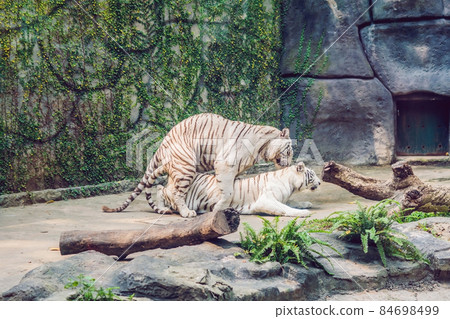 White tigers mate in the Vietnamese zoo 84698499