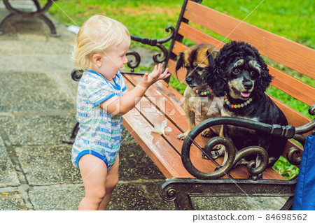 A little boy is playing with little dogs A little boy is playing with little dogs 84698562