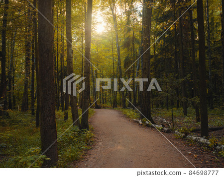 mysterious path in middle of wooden coniferous forrest, surrounded by green bushes leaves and ferns mysterious path in middle of wooden coniferous forrest, surrounded by green bushes leaves and ferns 84698777