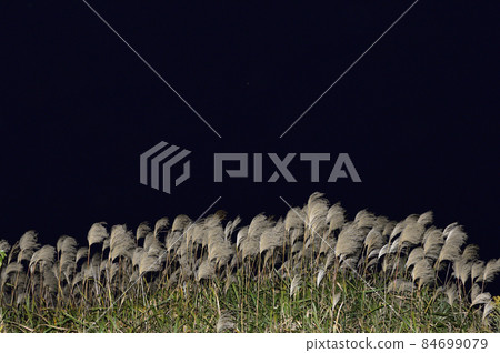 [Autumn image] Japanese pampas grass swaying in the wind. Black background. 84699079