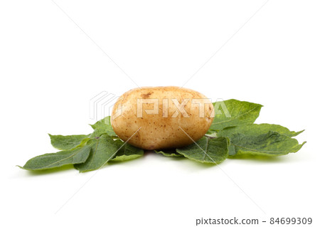 Cream color potato on leaves 84699309
