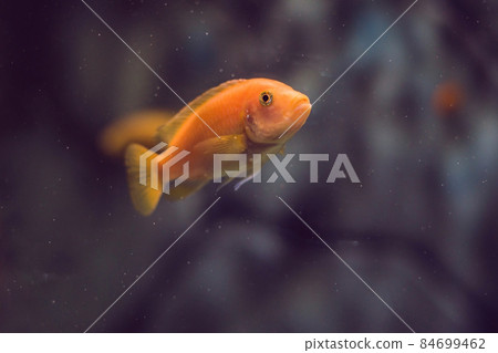 Tropical fish with corals and algae in blue water. Beautiful background of the underwater world Tropical fish with corals and algae in blue water. Beautiful background of the underwater world 84699462