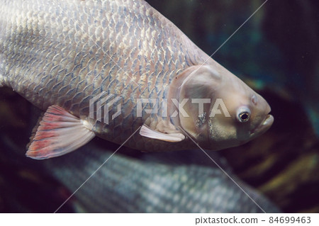 Tropical fish with corals and algae in blue water. Beautiful background of the underwater world 84699463