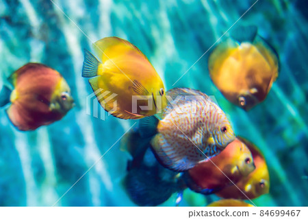 Tropical fish with corals and algae in blue water. Beautiful background of the underwater world Tropical fish with corals and algae in blue water. Beautiful background of the underwater world 84699467