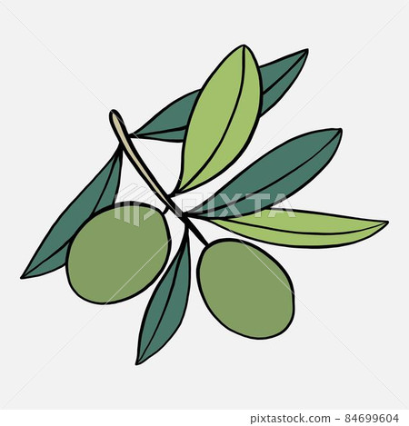 doodle freehand sketch drawing of olive fruit. 84699604