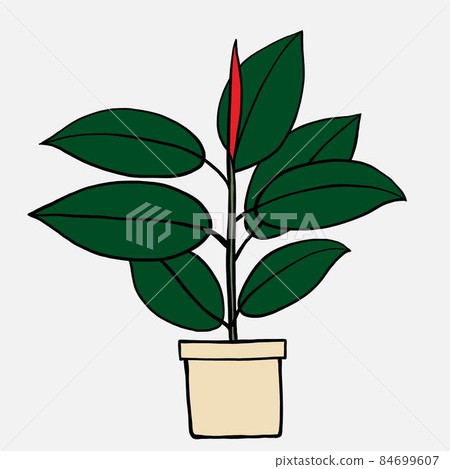 simplicity rubber fig plant freehand drawing flat design. simplicity rubber fig plant freehand drawing flat design. 84699607