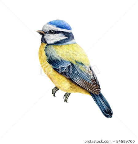 Blue tit bird watercolor illustration. Hand... - Stock Illustration ...